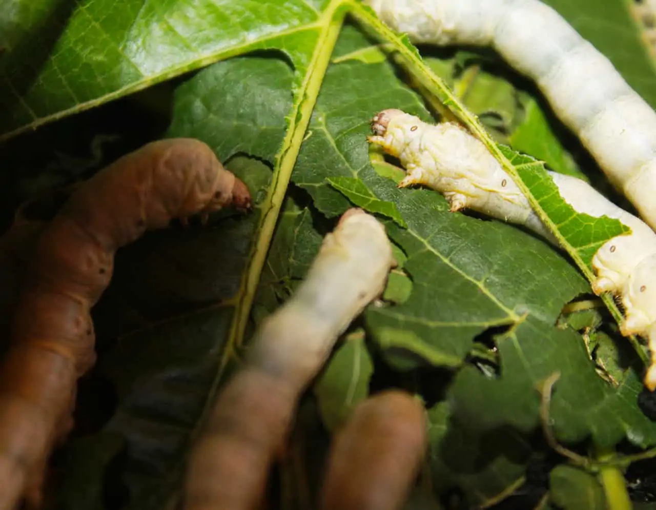 Silkworm Breeding and Feeding